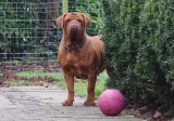 Guusje