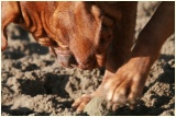image-1-27