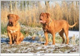 sneeuwLibBD005