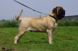 Jake