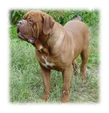 Voice de l'Aube Rouge